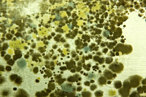 Mold Growth in California