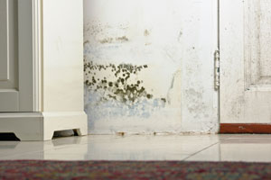 Mold Allergies in California