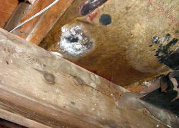 home mold removal in Pacoima